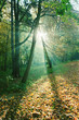 Sun rays between trees in forest