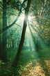 Sun rays between trees in forest