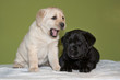 Beautiful yellow and black Labrador Retriever puppies