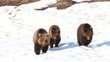Video: bears, spring bears, spring