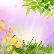 Illustration: natur erwachen natur erwachen