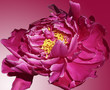 floral background with pink peony petals