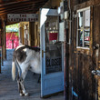 Stubborn Donkey in a Shop Door on Route 66