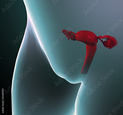 Illustration: Apparato riproduttivo femminile utero Apparato riproduttivo femminile utero