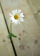 Chamomile flower