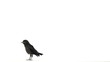 Young western jackdaw walking and squeaking
