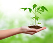 growing plant in hand