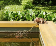 Private pond.