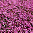 Bees on the flowers.