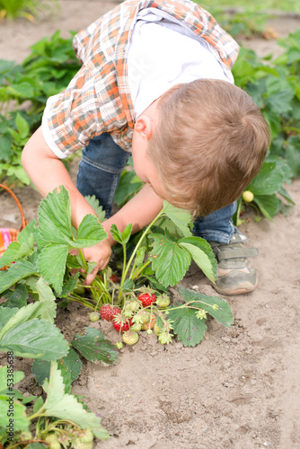Photo: kleiner Junge pflückt Erdbeeren kleiner Junge pflückt Erdbeeren