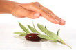 Foto: Stones and olive branch. Stones and olive branch.
