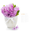 Beautiful Hyacinths