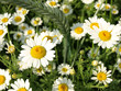 Summer wildflowers