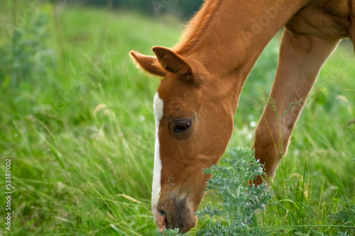 Photo: Horse Foal eating in field Horse Foal eating in field