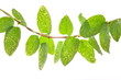 Green climber isolated on white background