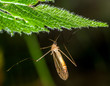 insecte volant agrippé sous une feuille
