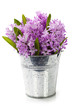 Beautiful Hyacinths