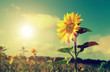 Photo: sun and sunflower sun and sunflower