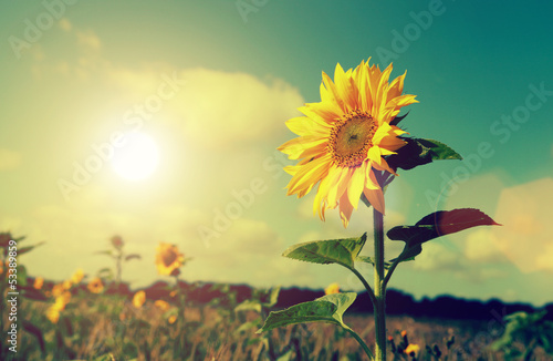 Photo: sun and sunflower sun and sunflower