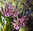 Brassia orchid