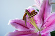 Lilium "Stargazer" (the Stargazer lily)