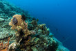 Bunaken National Marine Park.Indonesia