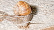 weinbergschnecke