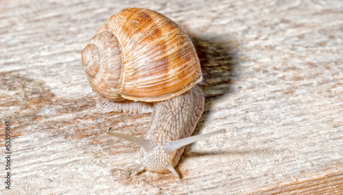 Photo: weinbergschnecke weinbergschnecke