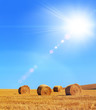 sunny hay bales