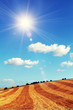 sunny harvested field