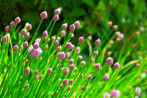 Photo: Chive flowers. Chive flowers.