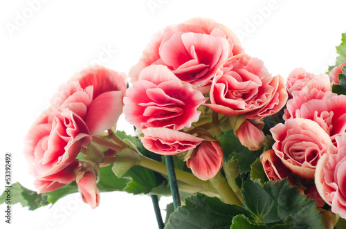 Photo: Pink begonia flowers Pink begonia flowers
