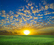 green field