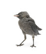 jackdaw bird close-up isolated on white background
