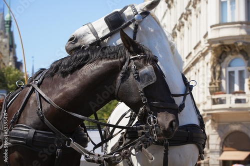 Photo: Horse drawn carriage Horse drawn carriage