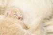 Small kitten after eating