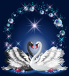 Vector: Elegant white and black swan Elegant white and black swan