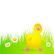 chicken in summer