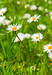 Foto: Spring Meadow With Golden Daisies. Spring Meadow With Golden Daisies.