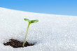 First sprout aspire to the sun