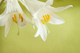 Two white lilies