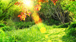 summer sunshine rays