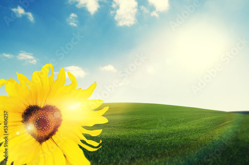 Photo: sunny heart sunflower sunny heart sunflower