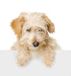 Foto: Dog above white banner looking at camera. isolated on white Dog above white banner looking at camera. isolated on white