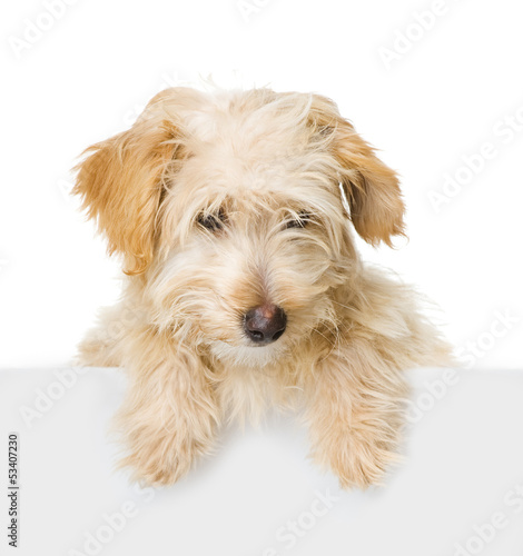 Photo: Dog above white banner looking at camera. isolated on white Dog above white banner looking at camera. isolated on white