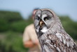 rapace
