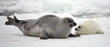 mother harp seal cow and newborn pup on ice