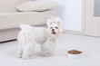 Dog and dry food