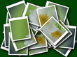 collage,single blossom colorful, modern, abstract set in scene