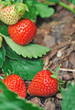 fraises du potager